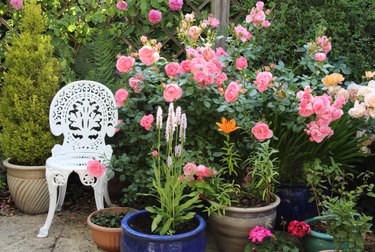 Pot plants & roses on patio in English domestic garden.