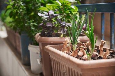 Sprouted Onions, Basil And Other Greenery Grow In A Flower Pot. Garden On The Balcony