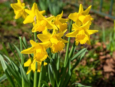 Daffodils. Narcissi.