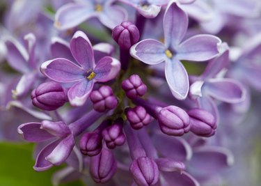 Closeup of common Lilac (Syringa vulgaris)