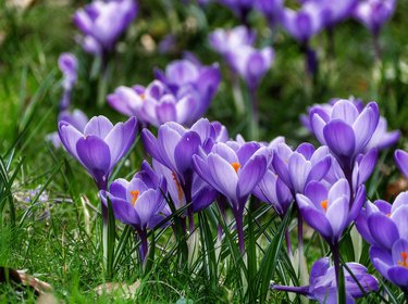 Close-Up Of Purple Crocus Flowers On Field