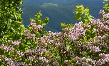 Blooming Pink Mountain Laurel