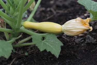 Small organic yellow squash with bloom growing in backyard garden