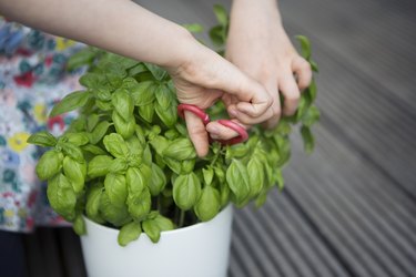 Child harvesting leaves from a basil plant