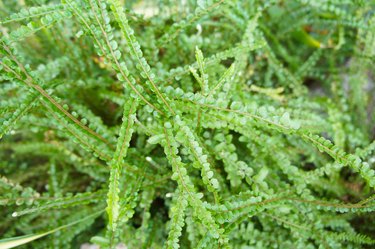 Nephrolepis cordifolia or fishbone fern green background
