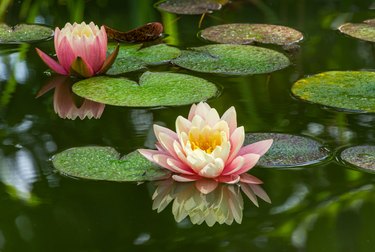 Two pink water lilies in garden pond.