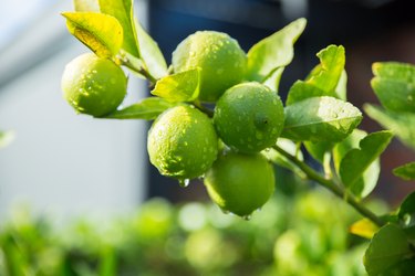 Using orange peel to deter pests – an organic way to regain control over  your garden, Lifestyle