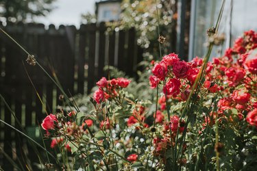 Rambling Roses in a Domestic Garden