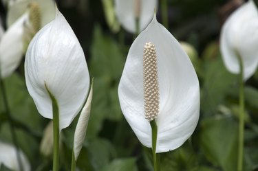 White flowers of Spathiphyllum cochlearispathum or peace lily in garden