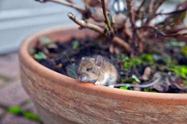 house mouse looking beside a flower pot