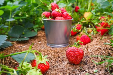 Juicy red strawberries in a metal bucket in a mulched garden.