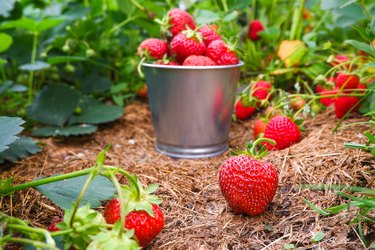 WATCH: The strawberry hack to show you how to remove the stem