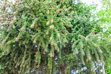 Crested Butte, Colorado low angle of pine tree with small young cones in downtown village in summer