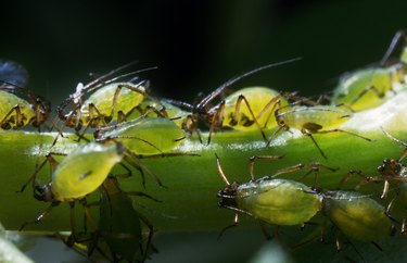 Aphids