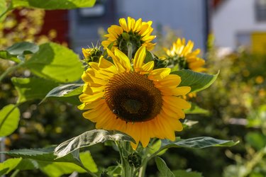 Yellow sunflower in green field