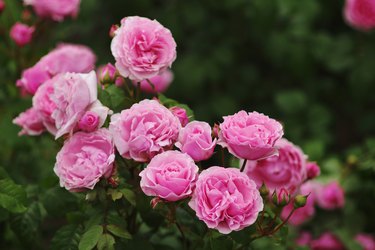 Hybrid Tea,  Shrub Rose - Princess Claire of Belgium( VISbonpa)