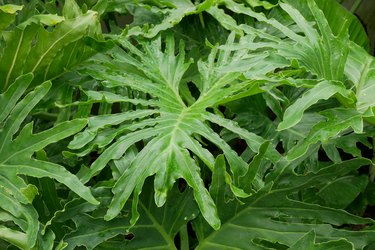 Thaumatophyllum bipinnatifidum (Philodendron bipinnatifidum).