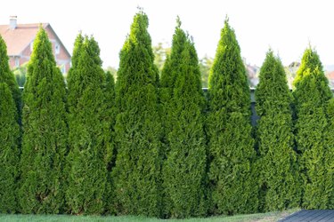 Green hedge of thuja trees