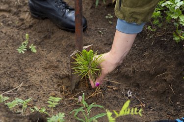 The forester grows a tree. Farmers are planting trees.