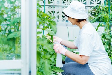 Treating tomato plants in greenhouse with spray fertilizers. Food growing and gardening activity. Eco friendly, take care of vegetables in the glasshouse. Grow food in the kitchen garden.