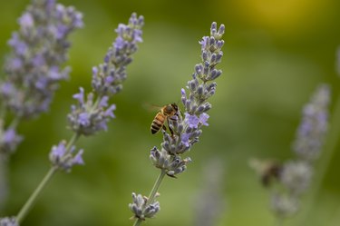 Bee and lavender