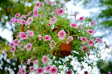 Pink Petunia Flower