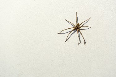 Large huntsman spider on white concrete wall, with copy space