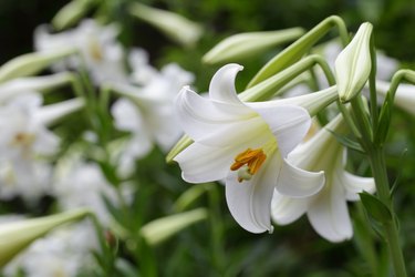 Easter lily (Lilium wallichianum).