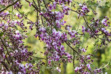 Purple blossoms on branches of Desert Ironwood Tree in Arizona's Sonoran desert.