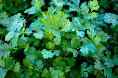 Cilantro ingredient in cooking