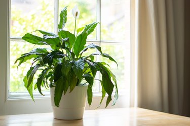 Peace lily plant in a bright room.