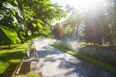 Watering lawn and rose flowers in the morning in park