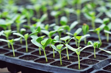 Melon in nursery tray, young melon plant growing in greenhouse