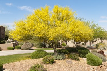 Palo Verde Tree In Bloom