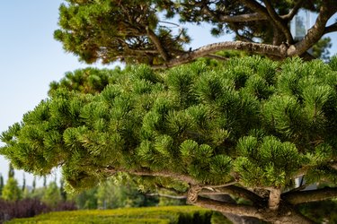 How to Prune a Mugo Pine