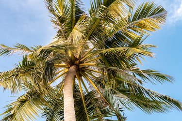 The coconut tree (Cocos nucifera), palm tree, view from the bottom, large leaves, blue sky background, Maldives.