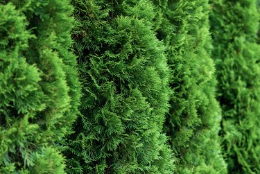 close up of green thuja hedge (thuja occidentalis)