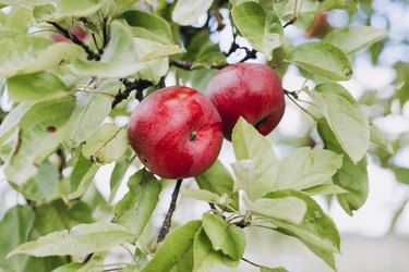 Red apples on branch of apple tree in orchard, harvesting. Autumn harvest in the garden outside.