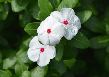 Close-Up Of White Flowering Plant