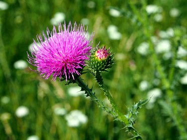 purple flower of the Thistle blooms in the meadow, macro