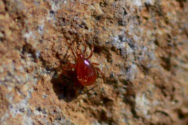 Red mite