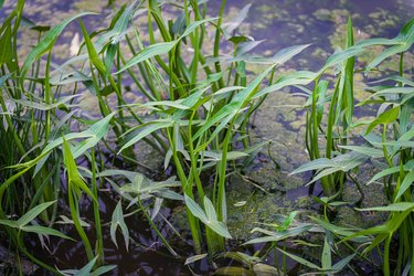 Broadleaf arrowhead, Sagittaria latifolia