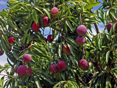 Tree mangoes