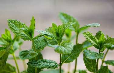 Peppermint plants can repel mosquitoes