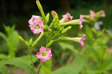 tobacco flower (nicotiana)