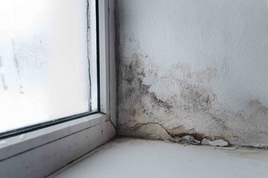 mold in the corner of the window