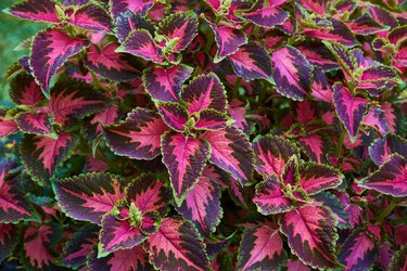 Decorative composition of multicolored coleus flowers. Ornamental deciduous plant. Decorative floral arrangement of flowers in autumn garden, autumn bouquet.