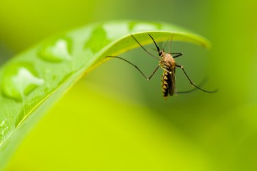 Mosquito on a leaf