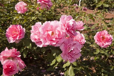 Pink Floribunda Roses