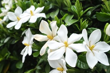 Gardenia flowers in bloom